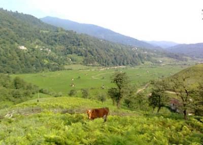 روستای فیروزجاه
