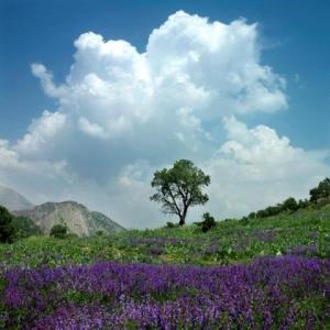 قالی كوه یا غالیه كوه