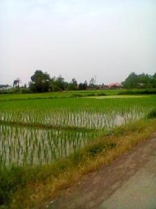 روستای طارمسر