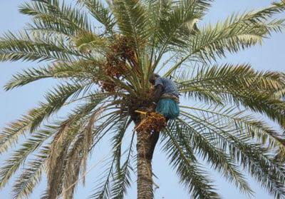 سیس بافی