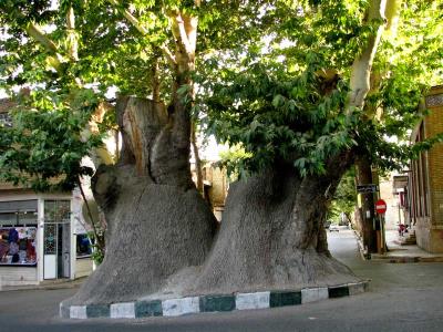 چنار دوهزار ساله محلات