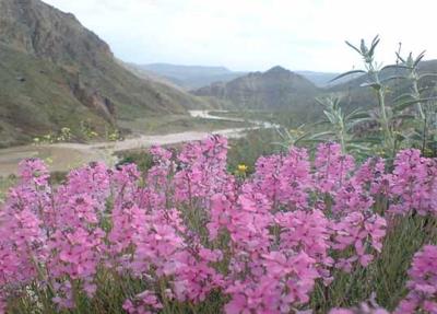 روستای نیه