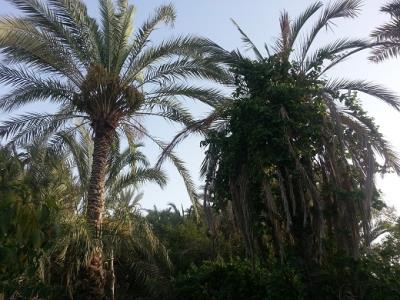 اسپكه