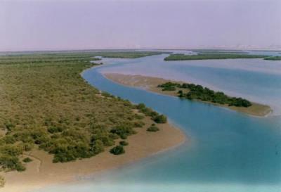 جنگل دریایی حرا