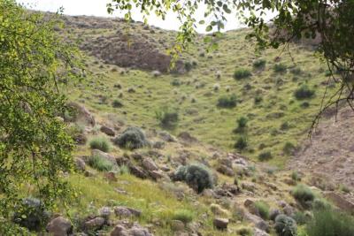 تنگ درهِه زاهدمحمود