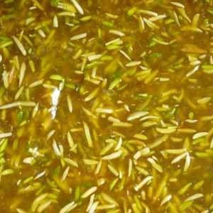 حلوا مسقطی بوشهری
