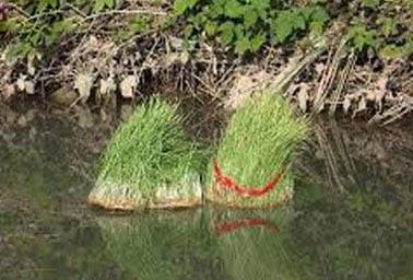 تاریخچه سیزده بدر