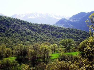 تنگ شبیخون