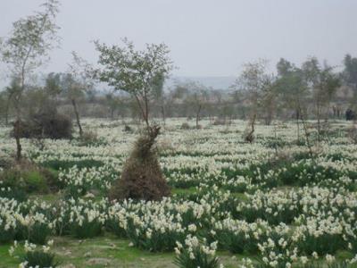 روستای باغدشت كازرون