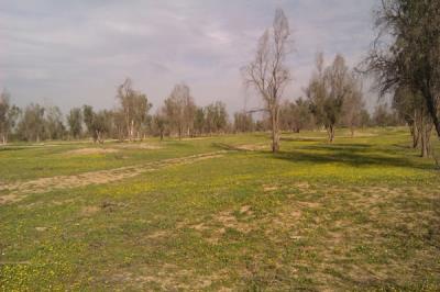 پارك جنگلی روستای چاه خانی بوشهر