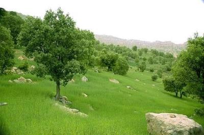 طبیعت جنگلی یاسوج