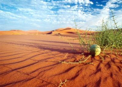 كویرهای گیاهدار و كویر های فاقد گیاه