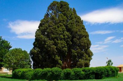 سرو ابركوه