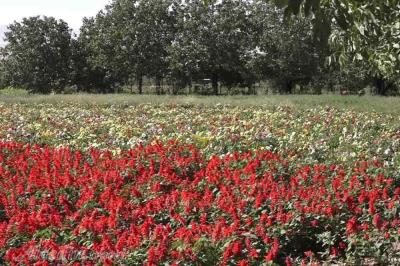 روستای گایكان ، سرزمین لاله های واژگون