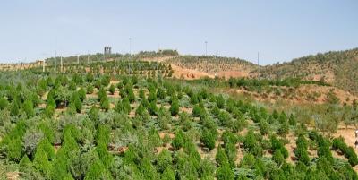 پارك جنگلی عینالی تبریز
