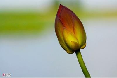 تالاب حمید آباد