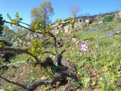 روستای بیرواس ( بیدرواز )