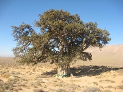 درخت كهنسال ارس ( آرچه ) گرمه