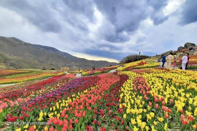 دشت لاله‌های روستای كندر