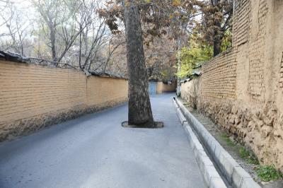 درخت آدامسی تهران