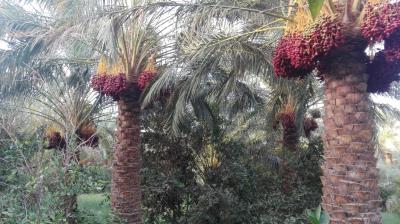 شهر گنبكی