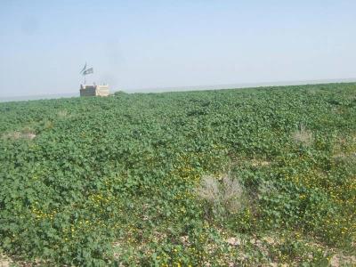 جزیره بونه