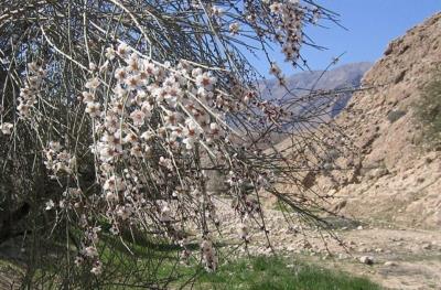 جنگل كوه شب لارستان