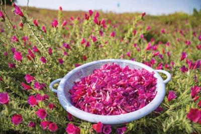 نكا سرزمین گل گاوزبان