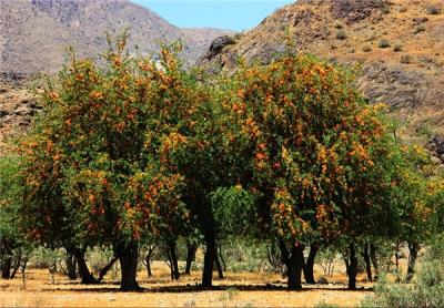 انار شیطان جیرفت
