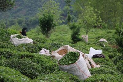 تاریخچه چای و نحوه دم كردن صحیح آن