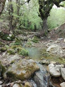 جنگل نسوم قائمشهر