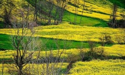 بهترین دشت گل های ایران در بهار