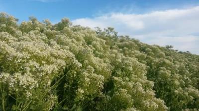 روستای لورگ باغ