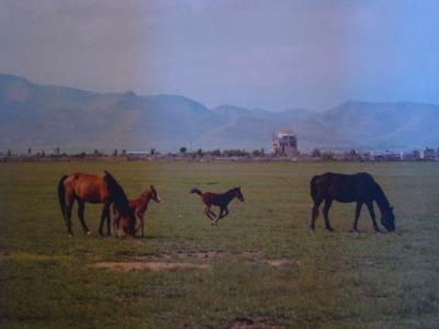 چمن سلطانیه