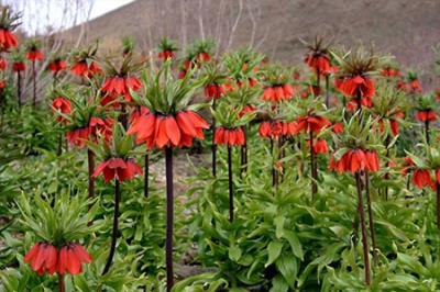 كوه خوانسار