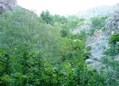 گلابدره