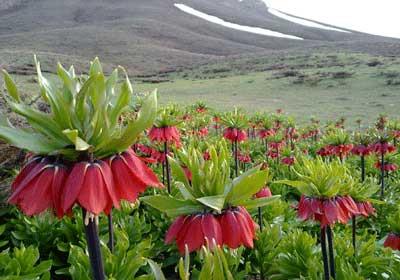 سفر به سرزمین لاله‌ها