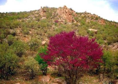 دره ارغوان ایلام