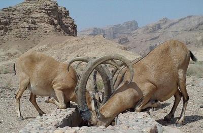 بقای حیات وحش كهگیلویه و بویراحمد نیازمند نگاهی نو