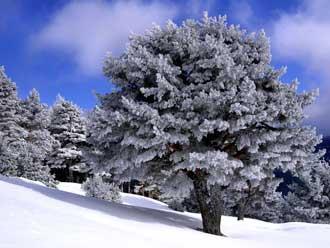 توصیه‌هایی برای مسافران زمستانی