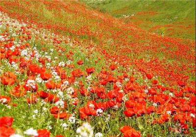 جلوه‌ای از نقش و نگار بهار در طبیعت زیبای تاجیكستان