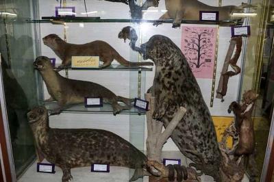 موزه تاریخ طبیعی آذربایجان