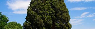 سرو ابركوه، كهنسال ترین درخت جهان