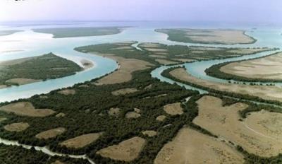 درباره جنگل حرا(منطقه حفاظت شده)