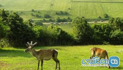 درباره پارك جنگلی فندقلو