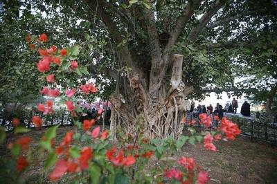 درختی سرسبز با قدمت ۵۰۰ ساله در كیش