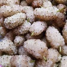 با پودر توت خشك چی درست كنم
