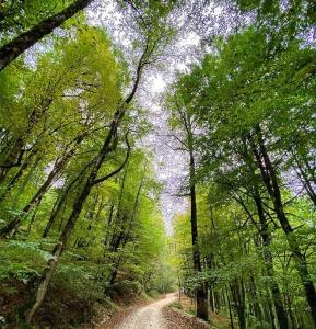 بزرگ‌ترین پارك جنگلی مازندران / سیسنگان زیبا و تماشایی