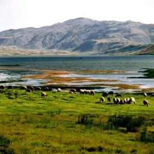گندمان