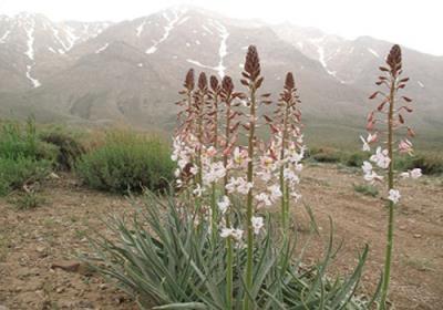 كوه علی جوق